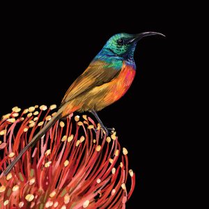 Orange Breasted Bird on Pincushion Protea
